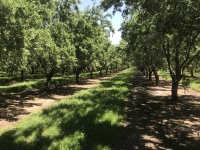 ±80.00 Acres - Cana Hwy. Almonds