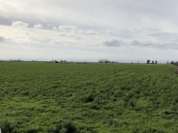 ±16.97 Assessed Acres - TID Irrigated Cropland (Turlock, CA)